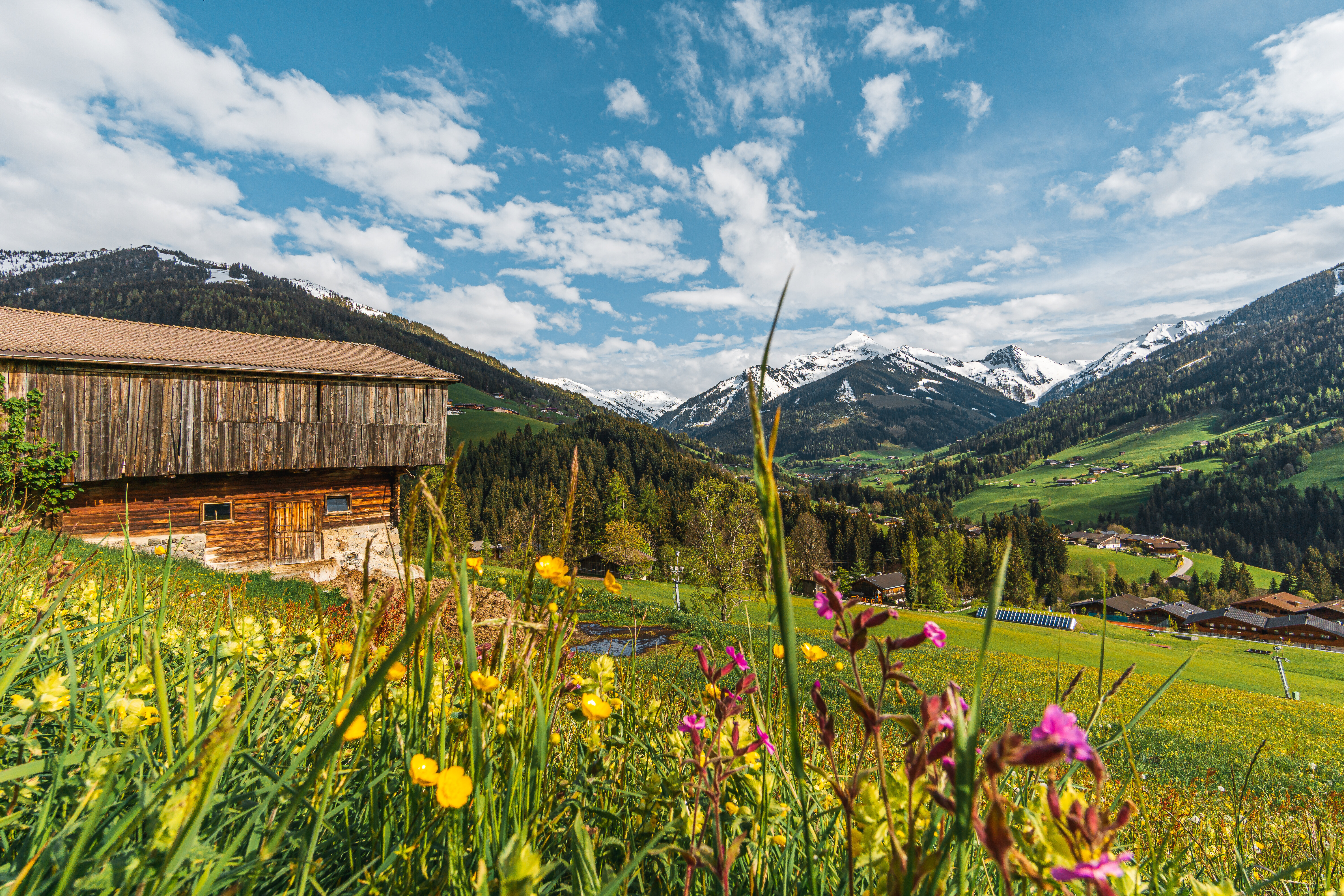 Im Hintergrund ein Stall, im Vordergrund eine bunte Blumenwiese | © Alpbachtal Tourismus | Wirlichtenab