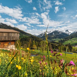 Im Hintergrund ein Stall, im Vordergrund eine bunte Blumenwiese | © Alpbachtal Tourismus | Wirlichtenab
