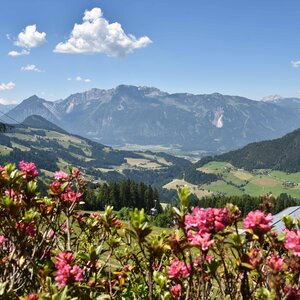 pinke Almrosen mit Bergen im Hintergrund | © Alpbachtal Tourismus | Grießenböck