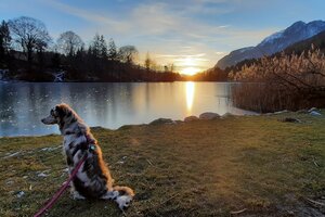 Schöner Sonnenuntergang am Reintalersee in Kramsach mit einem Australien Shepherd im Vordergrund  | © Alpbachtal Tourismus 