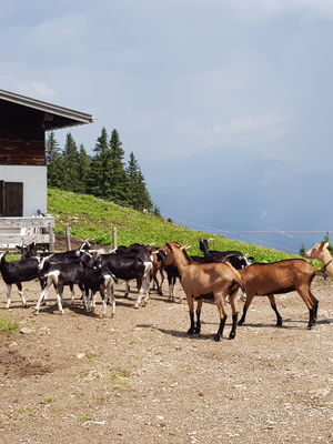 Ziegen vor der Alm - Alpbachtal 24h Wanderung