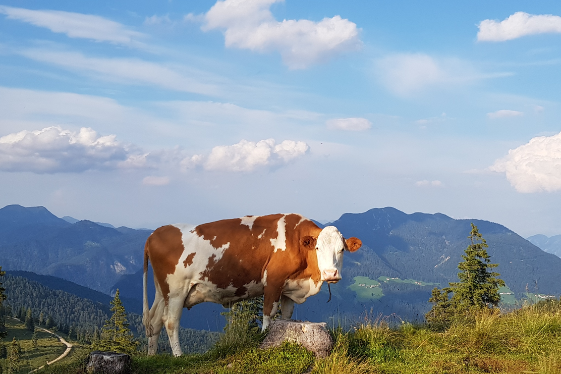Kuh Pletzachalm - Alpbachtal 24h Wanderung