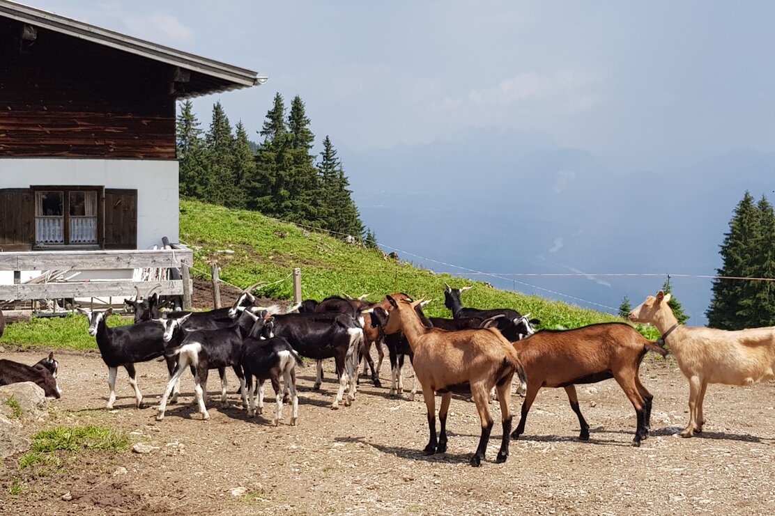 Ziegen vor der Alm - Alpbachtal 24h Wanderung