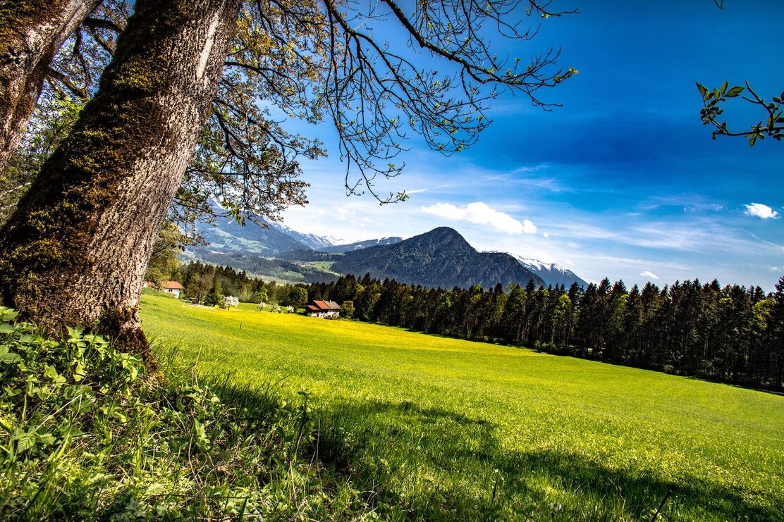 Frühling Höllenstein Münster | © Johann Erhard