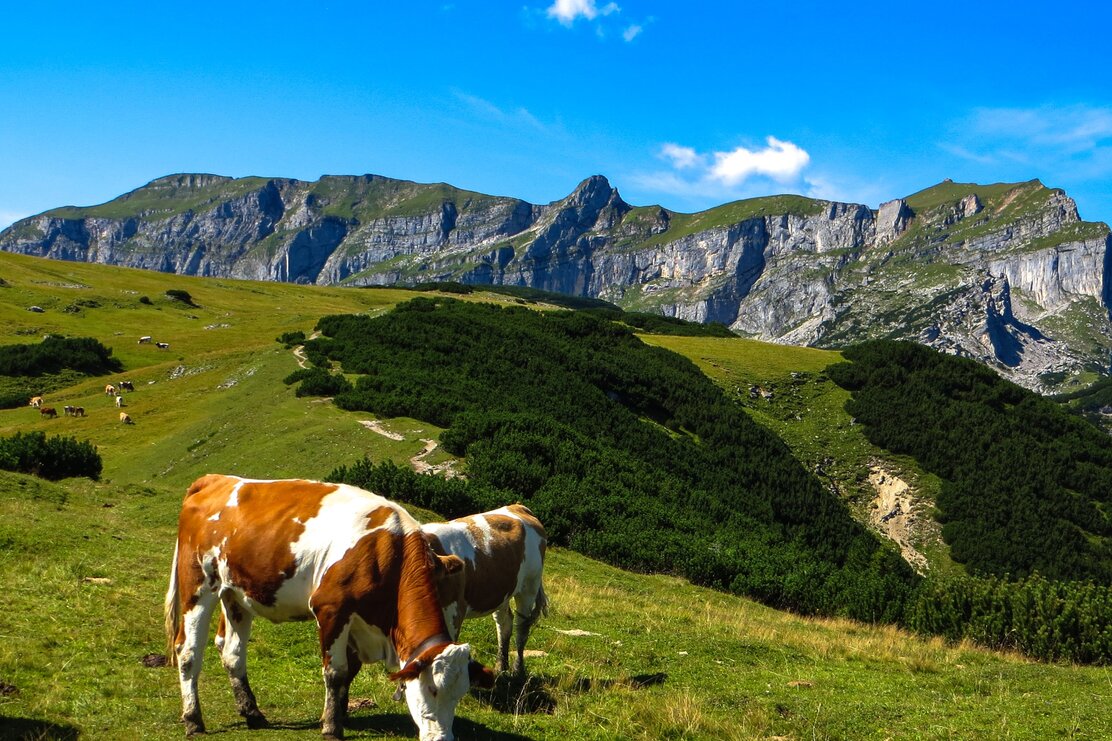 Cows in front of the Sagzahn