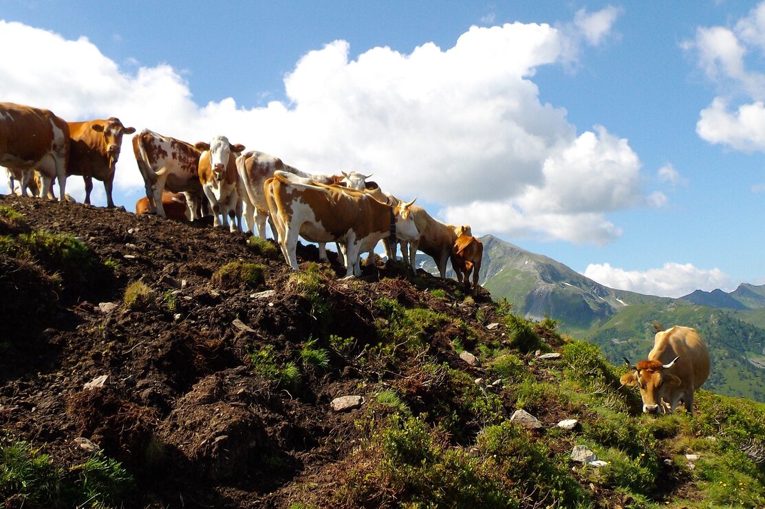 Cows above the Gernalm Alpbach | © Michael Mairhofer