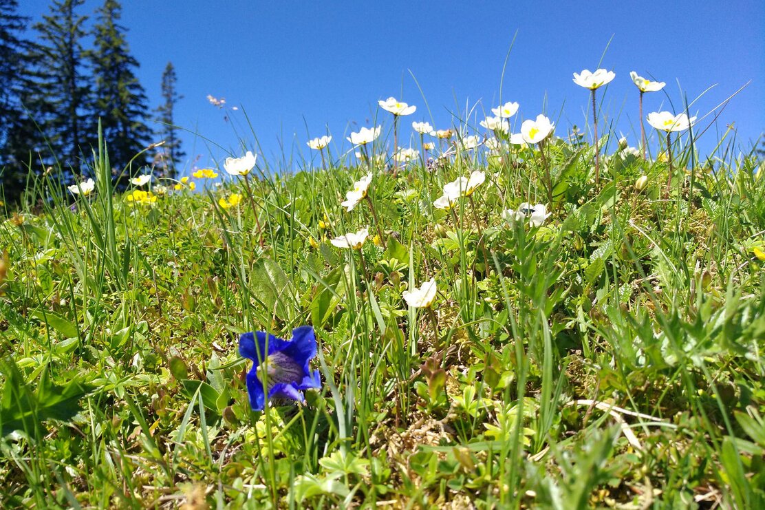 Flower meadow Kreuzein