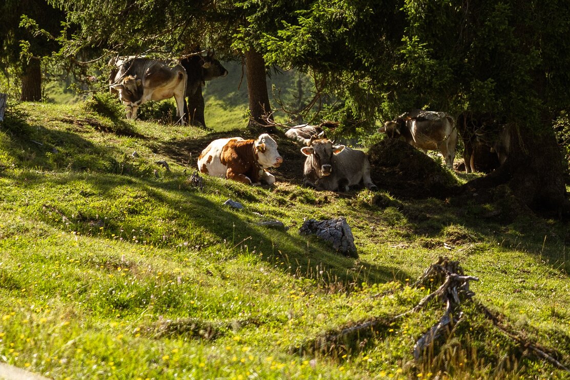 Kühe im Almengebiet Brandenberg Richtung Zireiner See | © Julia Springhetti