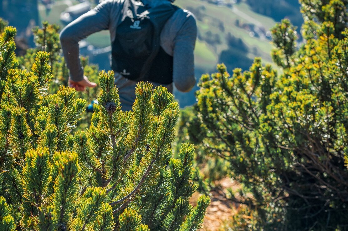 Trailrunner Latschen Gratlspitze