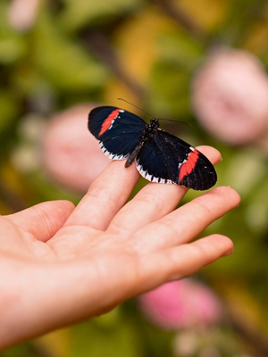 Kind mit Schmetterling auf der Hand