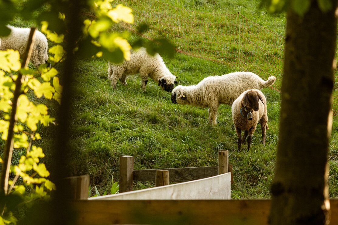Schafe in Breitenbach | © Julia Springhetti