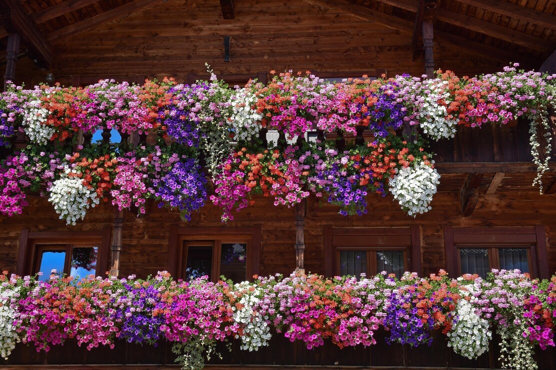 Blumenpracht in Alpbach
