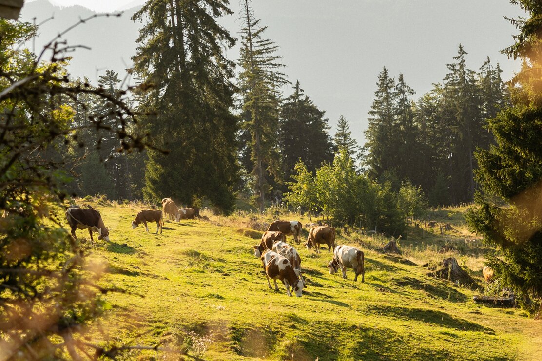 Kühe am Wegesrand | © Julia Springhetti