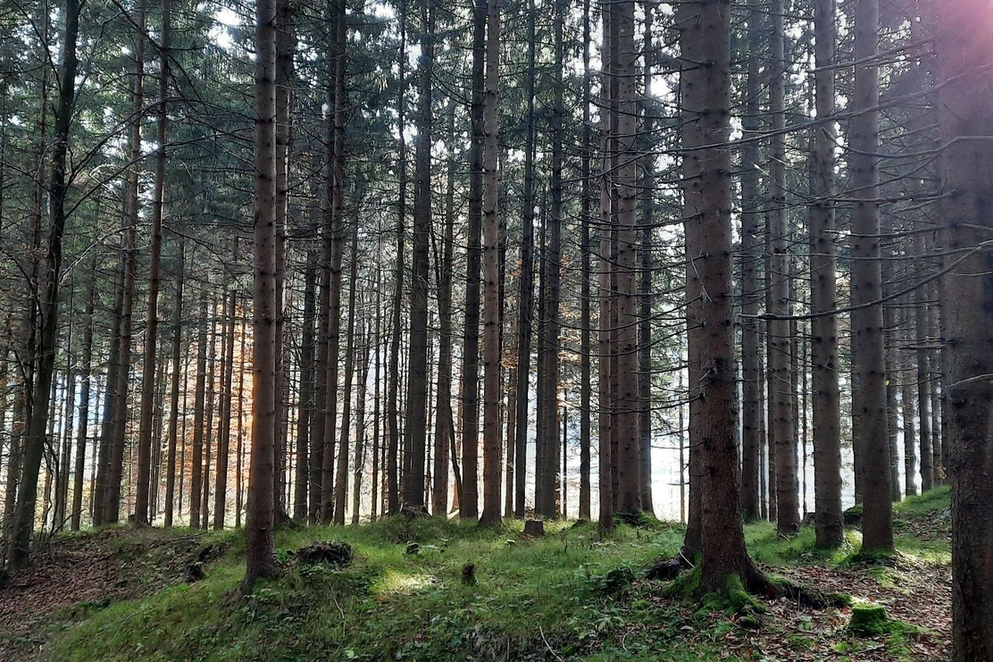 Wald Hilaribergl | © Birgit Angermair