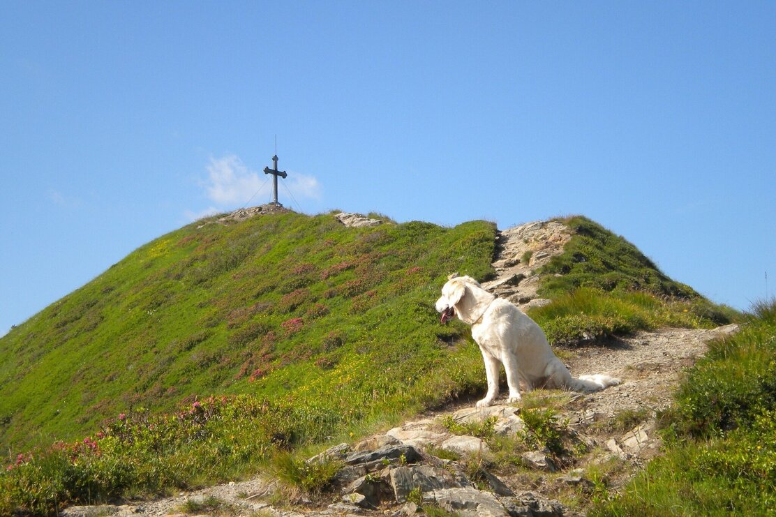 Wanderung mit Hund am Wiedersbergerhorn