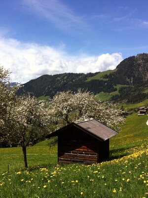 Mittlerer Höhenweg Alpbach.JPG
