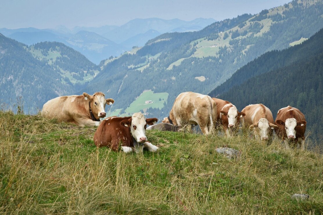 Kühe bei der Sagtaler Spitzen Wanderung | © Gabriele Grießenböck