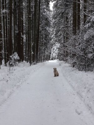 Waldtalweg Winter
