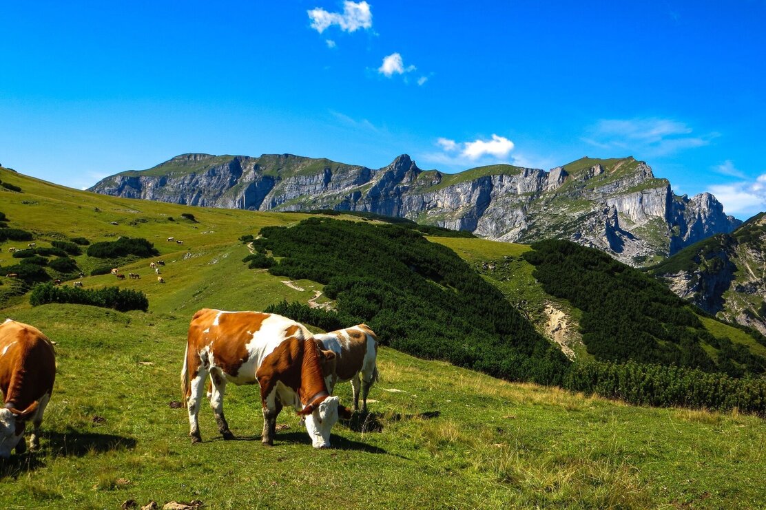 Grasende Kühe mit Blick auf Rofan Gebirge
