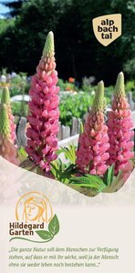 Hildegard von Bingen Garten