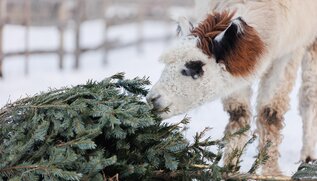 Fütterung | © Karolin Atzl