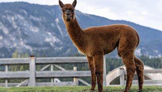 Lama Freifuß | © Karoline Atzl