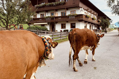 wimmerhof.tirol Bauernof, Kühe, Alpbachtal