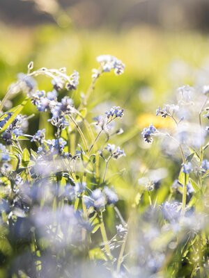 Landschaft Pinzgerhof (2) | © Fam. Kammerlander