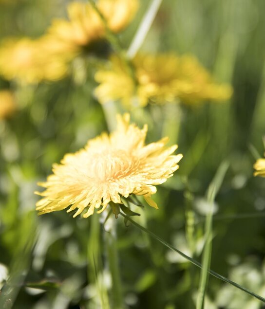 Landschaft Pinzgerhof (1) | © Fam. Kammerlander