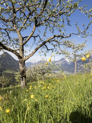 Sommer Pinzgerhof (3) | © Fam. Kammerlander