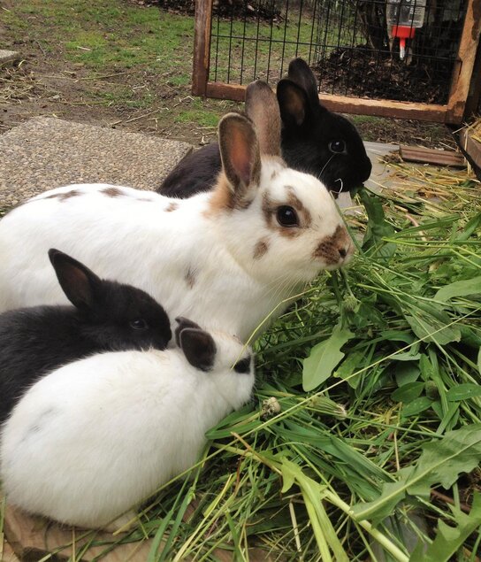 Angerer Appartements Streichelzoo | © Hechenblaikner