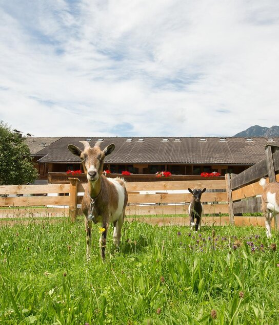 Garten | © Fam. Kirchmair