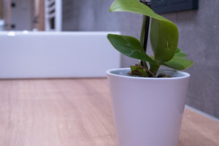 Bad 1 Apartment Schatzberg