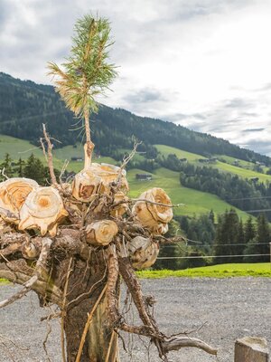 Rosenhof _Alpbach_ Rose | © Photoegger