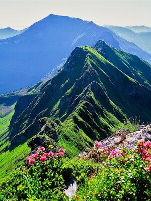 Alpbach, Standkopf, Sagtaler Spitzen, Almrosen,