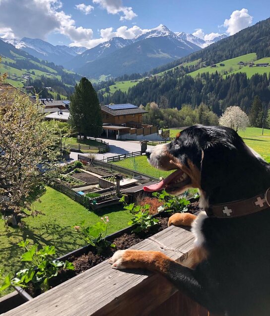 Bester Blick auf die Gratlspitz