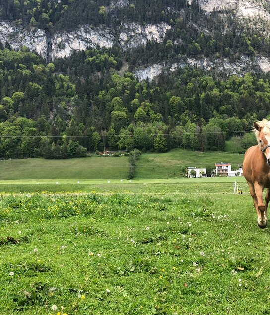 Haflingerhof Haflinger 'Water' am Feld | © Haflingerhof