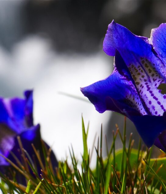 Enzian | © Alpbachtal Tourismus / Bernhard Berger