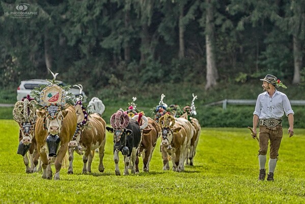 Almabtrieb | © Familie Larch