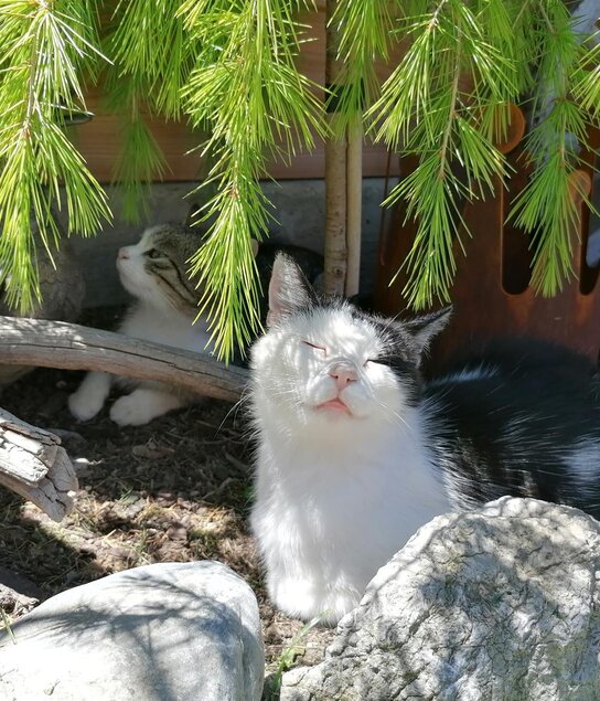 Katze Teddy genießt die Sonne
