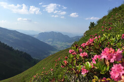 Alpbach hiking
